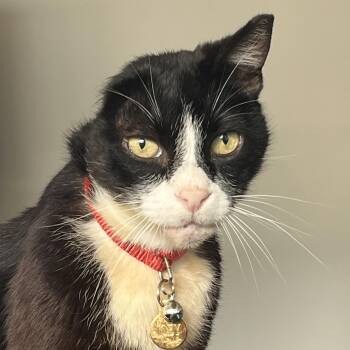 Joey -  Domestic Short Hair Cat for Adoption in Santa Ana, California - Joey | PetCurious