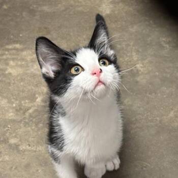 Tony Montana -  Domestic Short Hair Cat for Adoption in Davenport, Iowa - Tony Montana | PetCurious