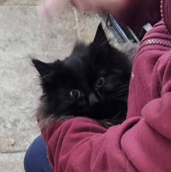 Prince Noir -  Domestic Long Hair Cat for Adoption in Loveland, Ohio - Prince Noir | PetCurious