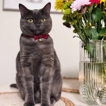 Diva -  British Shorthair Cat for Adoption in Tempe, Arizona - Diva | PetCurious