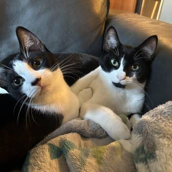 Rescue Tuxedo Cats for Adoption in Silverton, Oregon - Cookies & Cream (with Double Stuffed Oreo) | PetCurious