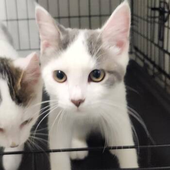 Pheobo -  Domestic Short Hair Cat for Adoption - Pheobo | PetCurious