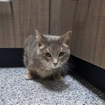 Domestic Short Hair Cats Available for Adoption - Tinker | PetCurious