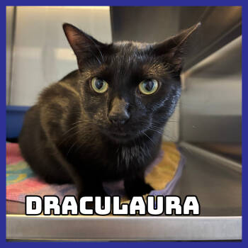 Rescue Domestic Medium Hair Cats for Adoption in Glenwood, Minnesota - Draculaura | PetCurious