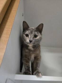 Debra -  Domestic Short Hair Cat Available for Adoption in Savannah, Georgia - Debra | PetCurious