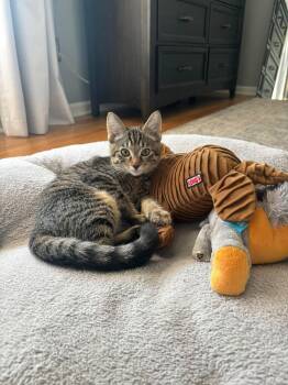 Tabby -  Domestic Short Hair Cat for Adoption in Newport, Kentucky - Tabby | PetCurious