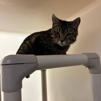 Mclovin -  Domestic Short Hair Cat for Adoption in Harrisonburg, Virginia - Mclovin | PetCurious