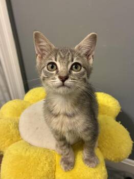 Vienna -  Domestic Short Hair Cat for Adoption in Columbus, Ohio - Vienna | PetCurious