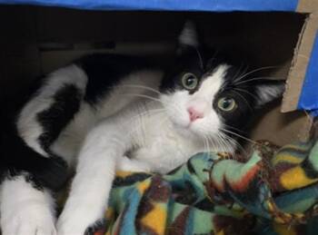 HASHBROWN -  Domestic Short Hair Cat for Adoption in Killeen, Texas - HASHBROWN | PetCurious