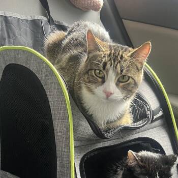 Domestic Short Hair Cats Available for Adoption - Chaco | PetCurious