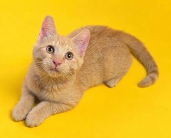 Thyme -  Domestic Short Hair Cat for Adoption in Columbia, Tennessee - Thyme | PetCurious