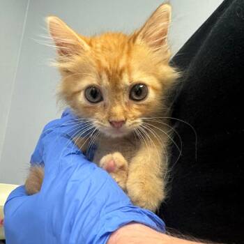 Cricket -  Domestic Short Hair Cat for Adoption in Columbus, Georgia - Cricket | PetCurious