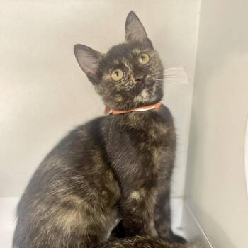 Angelita -  Domestic Short Hair Cat for Adoption in Champaign, Illinois - Angelita | PetCurious