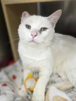 Marshmallow -  Domestic Short Hair Cat for Adoption in Metamora, Illinois - Marshmallow | PetCurious