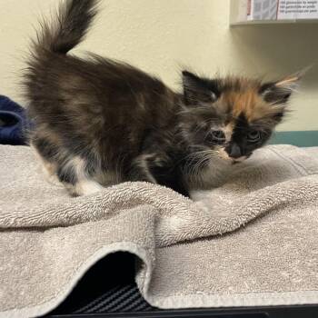 Marble -  Domestic Long Hair Cat for Adoption in Pasadena, California - Marble | PetCurious
