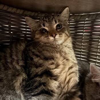 Pavi - Adoptable barn cat -  Domestic Short Hair Cat for Adoption in Flagstaff, Arizona - Pavi - Adoptable Barn Cat | PetCurious