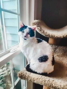 Rescue Domestic Short Hair Cats for Adoption in Wendell, North Carolina - Mr Moo | PetCurious