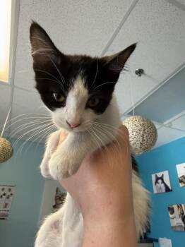 Domestic Short Hair Cats Available for Adoption - Oink | PetCurious