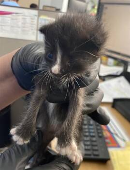 MOE -  Domestic Short Hair Cat for Adoption in Dallas, Texas - MOE | PetCurious