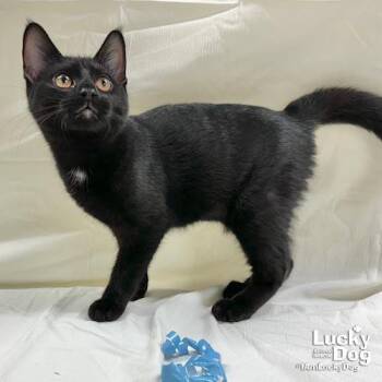 Jericho -  Domestic Short Hair Cat for Adoption in Washington, District Of Columbia - Jericho | PetCurious