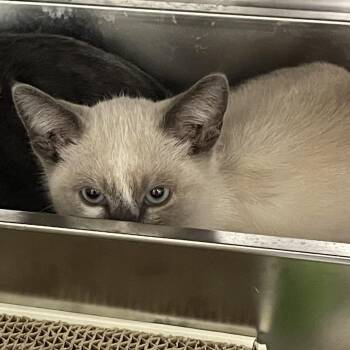 Snowe -  Domestic Short Hair Cat for Adoption - Snowe | PetCurious