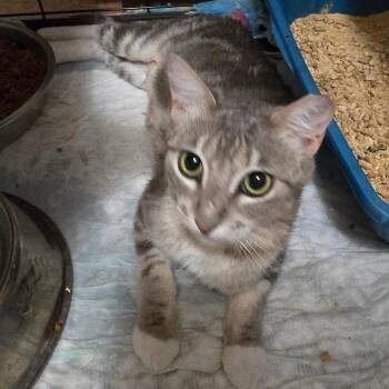 Beck -  Domestic Short Hair Cat for Adoption in Grantsville, Utah - Beck | PetCurious