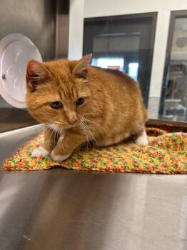 Domestic Short Hair Cats Available for Adoption - Mango | PetCurious