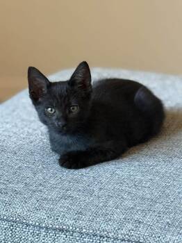 Domestic Short Hair Cats Available for Adoption in Tucson, Arizona - Crate | PetCurious