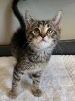 Domestic Short Hair Cats Available for Adoption in Sidney, Ohio - Zorro | PetCurious