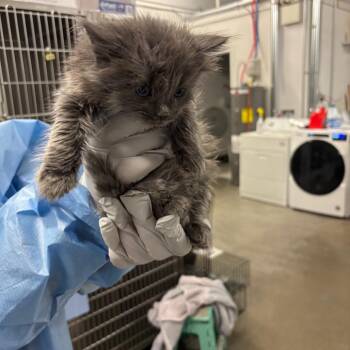 Jeans -  Domestic Long Hair Cat for Adoption in Park City, Utah - Jeans | PetCurious
