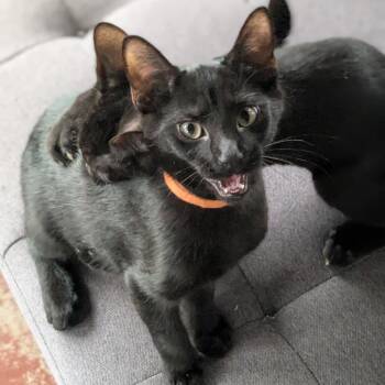 SnackPack -  Domestic Short Hair Cat for Adoption in Medina, Ohio - SnackPack | PetCurious