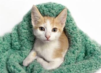 ERNIE -  Domestic Short Hair Cat for Adoption in Fort Lauderdale, Florida - ERNIE | PetCurious
