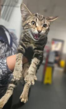 Backpack -  Domestic Short Hair Cat for Adoption in Nashville, Tennessee - Backpack | PetCurious