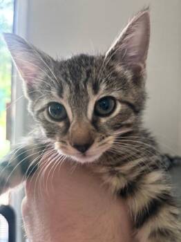 **2026-38B Ruffles -  Domestic Short Hair Cat for Adoption in Windsor, Connecticut - **2026-38B Ruffles | PetCurious