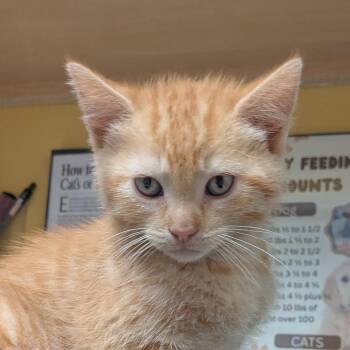 Domestic Short Hair Cats Available for Adoption in Huntsville, Arkansas - (Event 5/20) Hot Cheeto | PetCurious