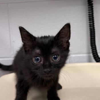 Black widow -  Domestic Short Hair Cat for Adoption in Greenville, South Carolina - Black Widow | PetCurious