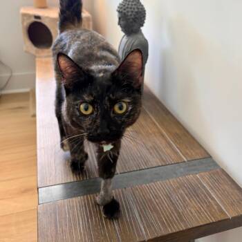 Patches -  Domestic Short Hair Cat for Adoption in Nashville, Tennessee - Patches | PetCurious