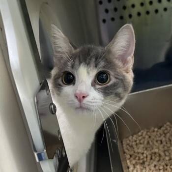 Sunshine -  Domestic Short Hair Cat for Adoption in Oyster Bay, New York - Sunshine | PetCurious