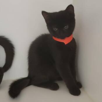 Lima Bean -  Domestic Short Hair Cat for Adoption in Phoenix, Arizona - Lima Bean | PetCurious