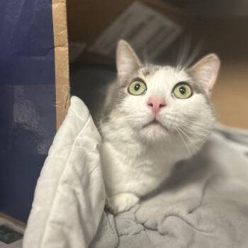 Domestic Medium Hair Cats Available for Adoption in Charleston, West Virginia - Aster | PetCurious