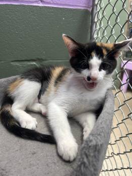 Sierra -  Domestic Short Hair Cat for Adoption in New Cumberland, West Virginia - Sierra | PetCurious