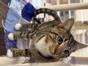 Rescue Domestic Short Hair Cats for Adoption in Logan, Ohio - Blitz | PetCurious