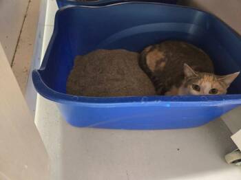 Domestic Short Hair Cats Available for Adoption in Athens, Tennessee - Francesca | PetCurious