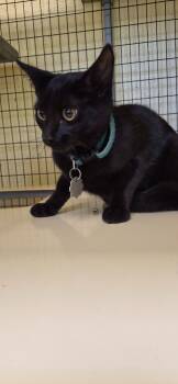 EBONY -  Domestic Short Hair Cat for Adoption in Crossville, Tennessee - EBONY | PetCurious