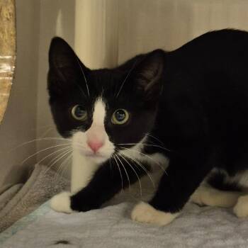 1_2 -  Domestic Short Hair Cat for Adoption in Drumheller, Alberta - 1_2 | PetCurious