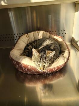 Domestic Short Hair Cats Available for Adoption - Eponce | PetCurious