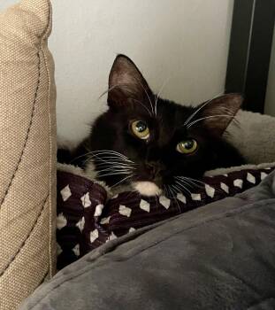 Pizooki -  Domestic Long Hair and Tuxedo Cat Available for Adoption in Laguna Niguel, California - Pizooki | PetCurious