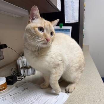 Domestic Short Hair Cats Available for Adoption - Milo | PetCurious