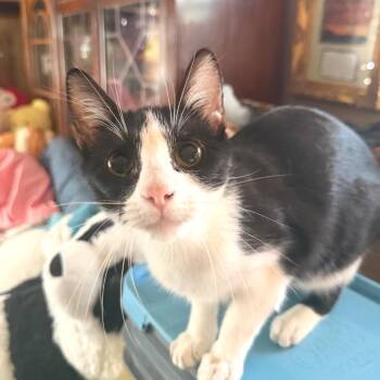 Rogue -  Domestic Short Hair Cat for Adoption in Brownsboro, Alabama - Rogue | PetCurious