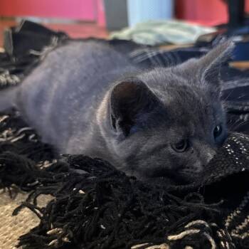 Moose -  Domestic Short Hair Cat for Adoption in Traverse City, Michigan - Moose | PetCurious